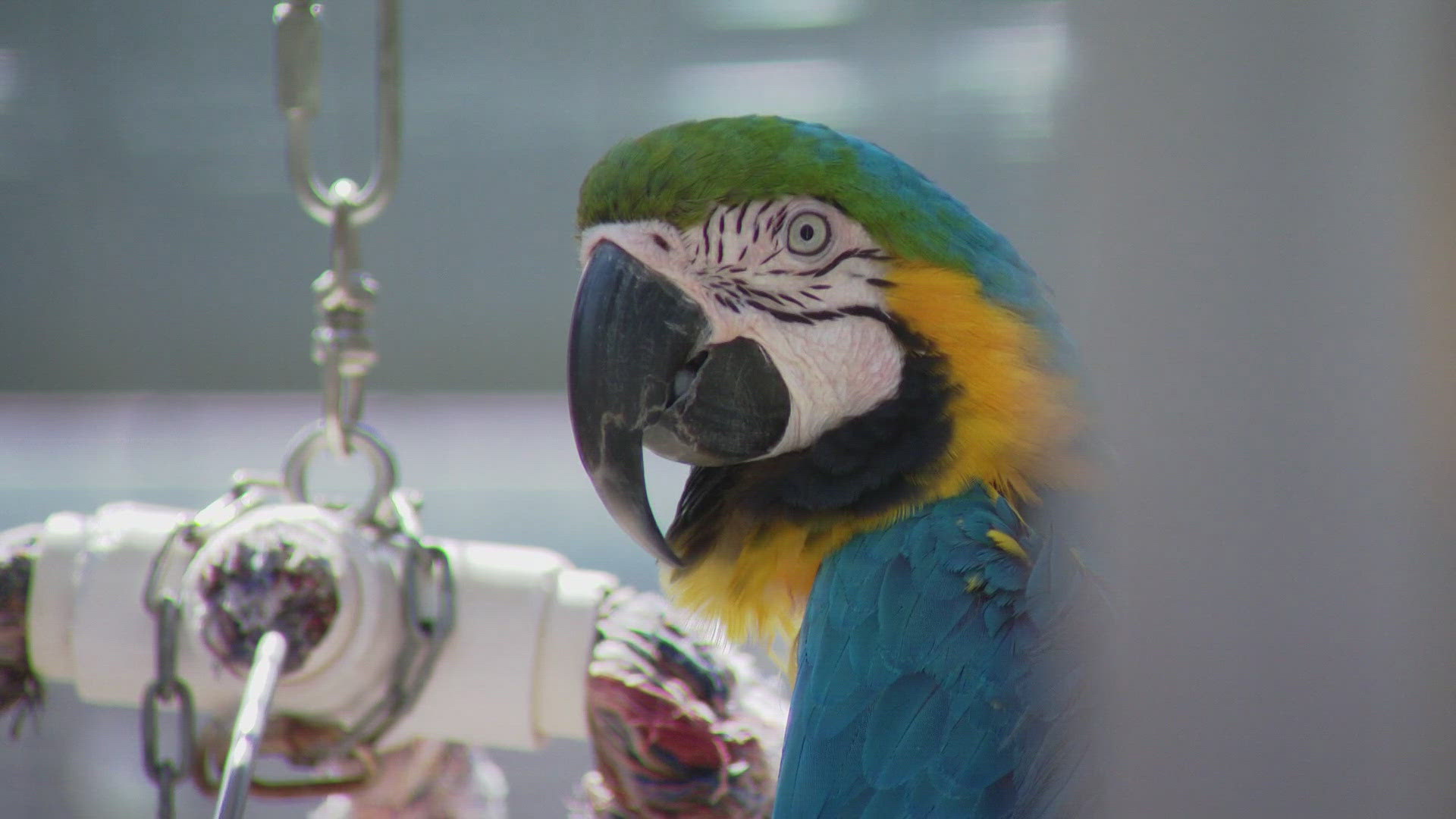 The Gabriel Foundation in Colorado is holding an online auction to raise $7,000 for parrot care, ending today.