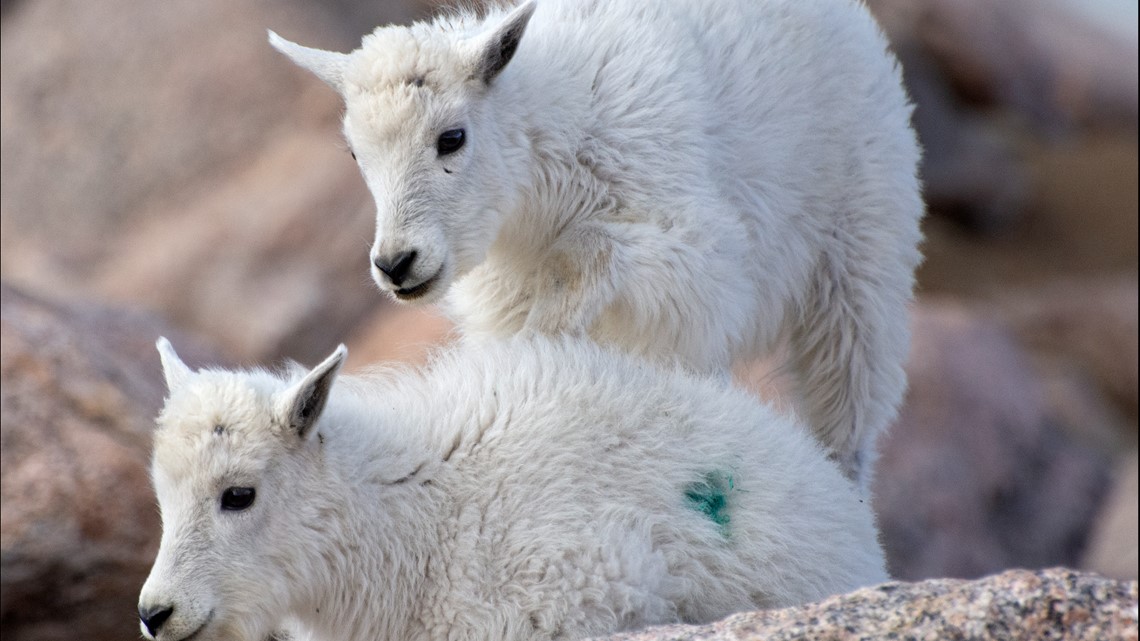 CPW studying mysterious disease that killed Mt Evans goats 
