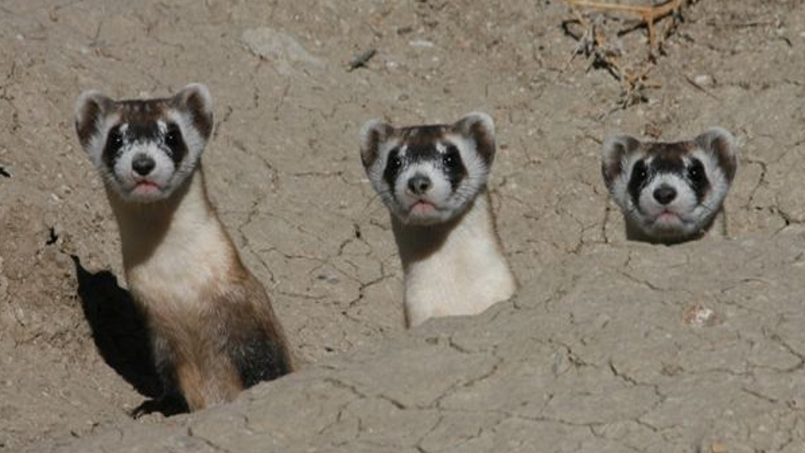 Endangered Species Act 50 years later - Vimarsana News