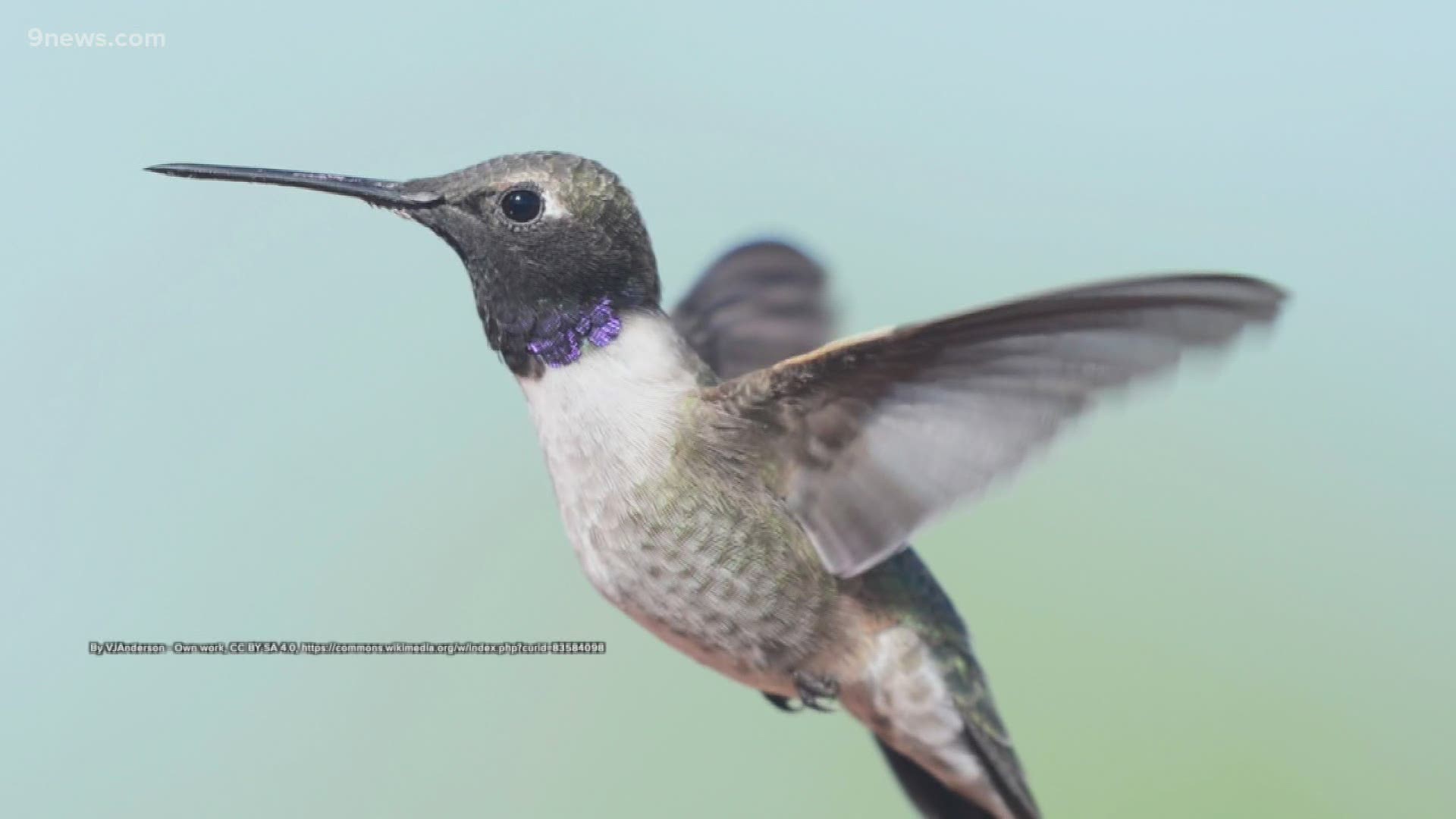 Live Hummingbird Feeders at Sachatamia Lodge in Ecuador - YouTube