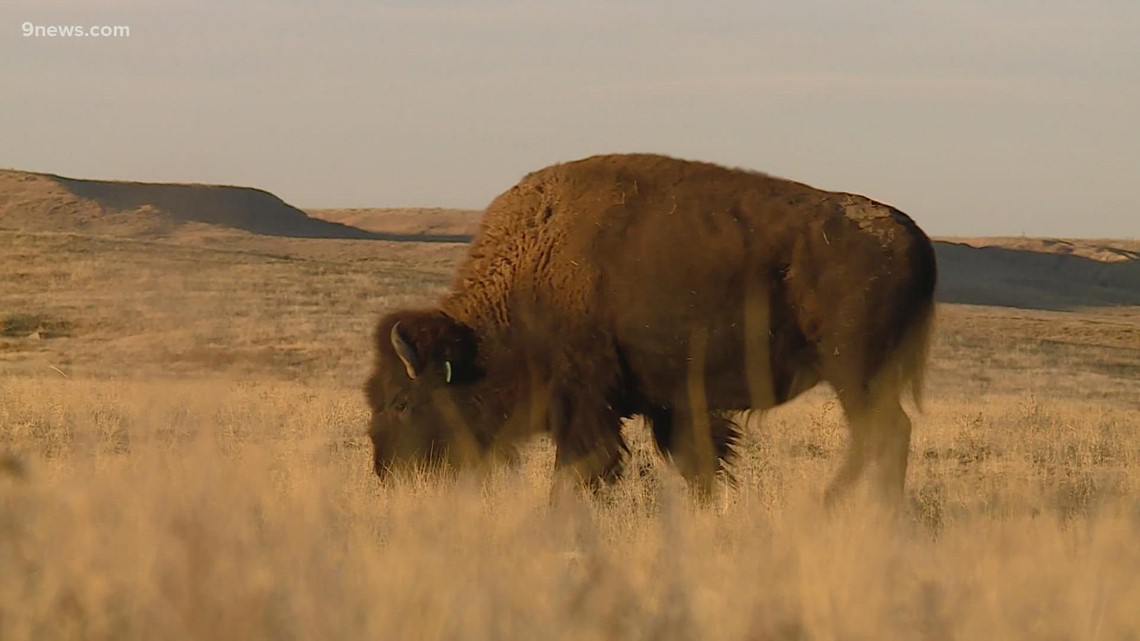 Ranchers use bison to regenerate Colorado soil 