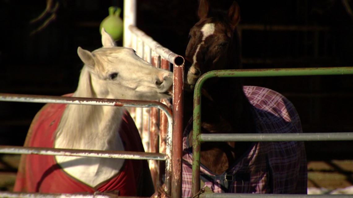 African American cowboys and cowgirls ride into the spotlight at annual  Jackson Black Rodeo - Mississippi Today