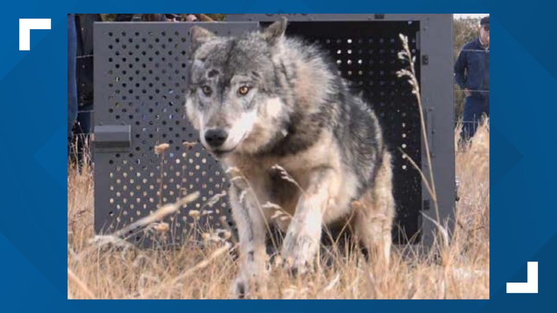 Colorado Parks and Wildlife reveals cause of death for wolf that died during capture