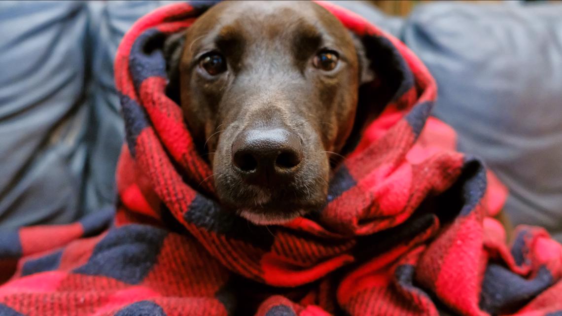 how-to-keep-pets-safe-in-cold-and-snow-9news