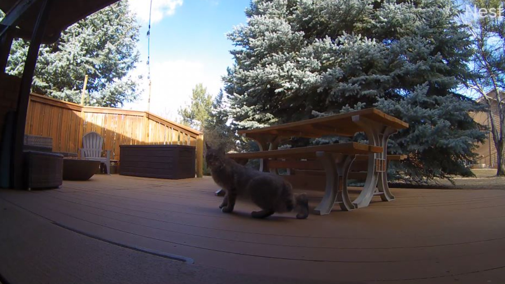 Viewer Craig D'Andrea shared this video of a curious bobcat spotted outside his home in Louisville on Thursday.