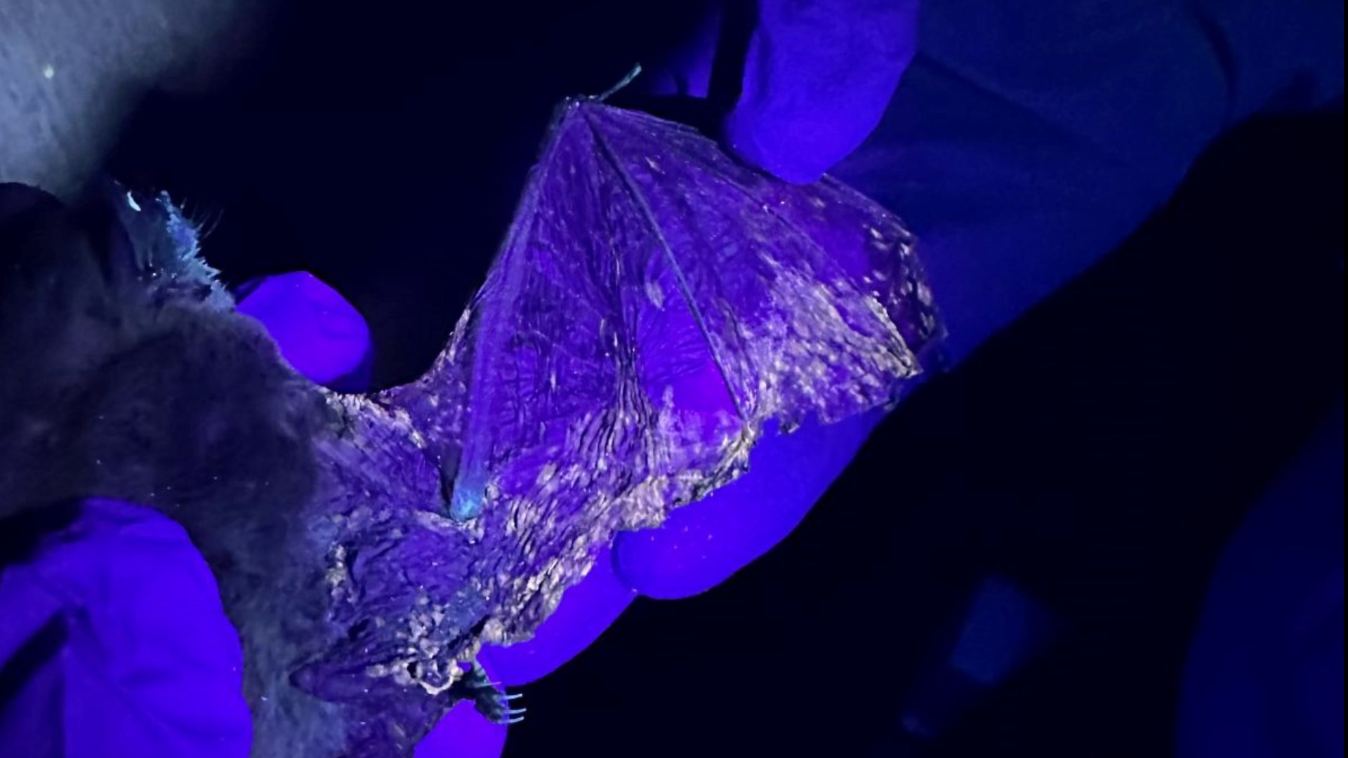 2 Boulder County bats found with white-nose syndrome | 9news.com