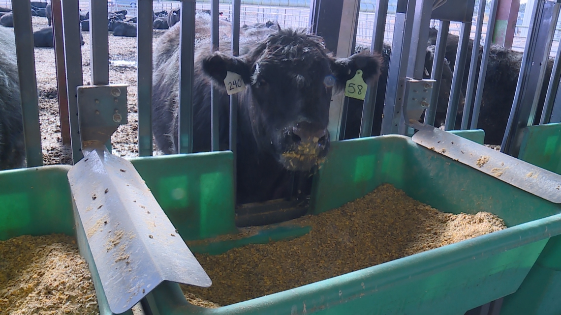 Climate researchers at CSU capture cow burps