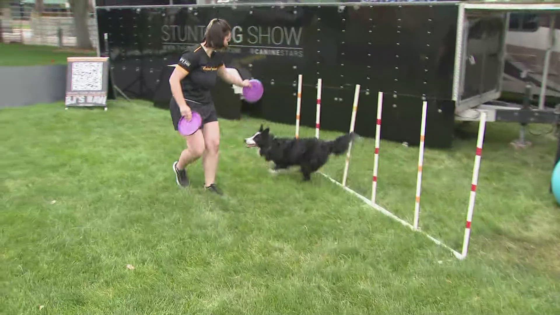 From recues to rock stars, the Canine Stars Stunt Dog Show is ready to entertain at the Greeley Stampede. 