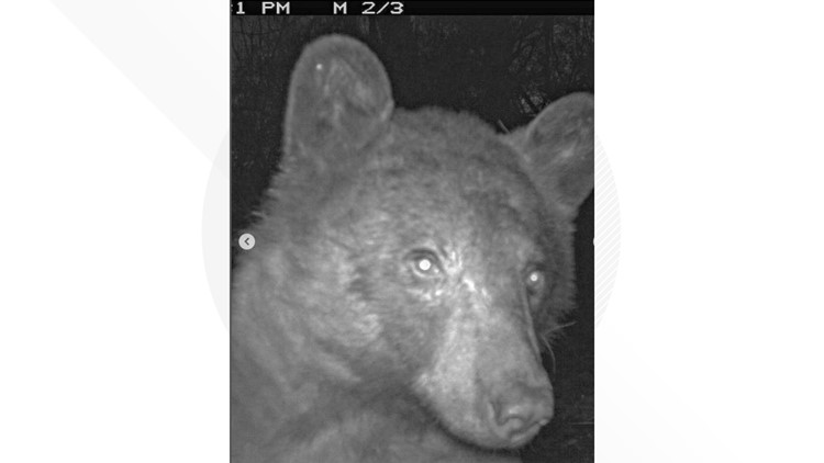 Selfie shots from a Boulder-area bear caught on wildlife camera