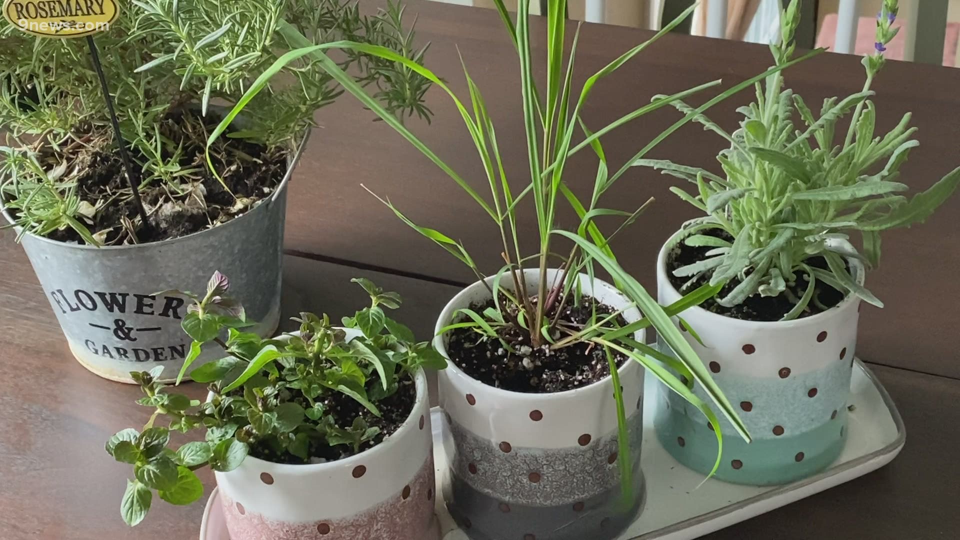 Start with some basics like rosemary, basil and mint. All are easy to grow and smell amazing!