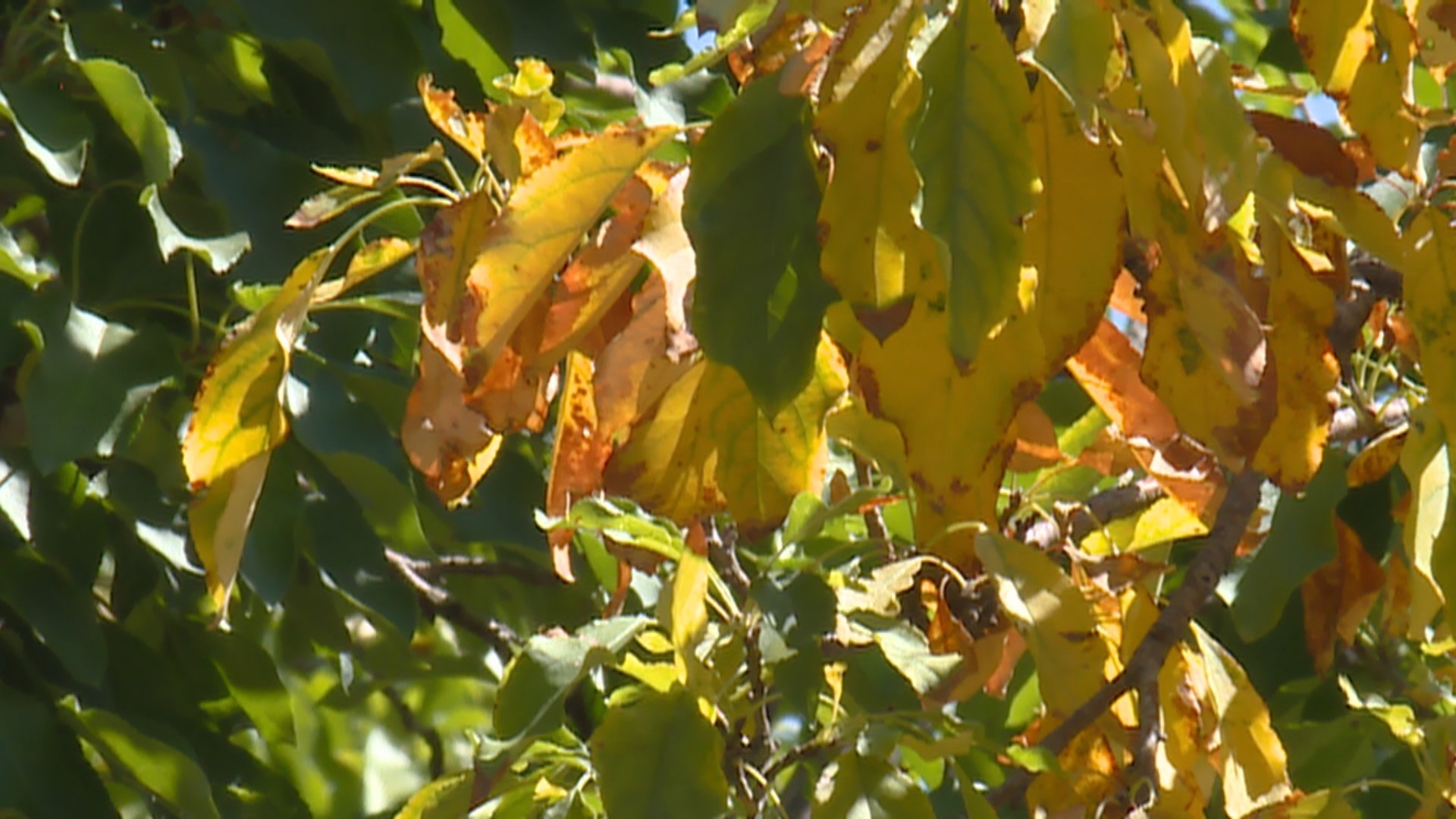 Fall colors spotted in Colorado: How drought could impact trees | 9news.com
