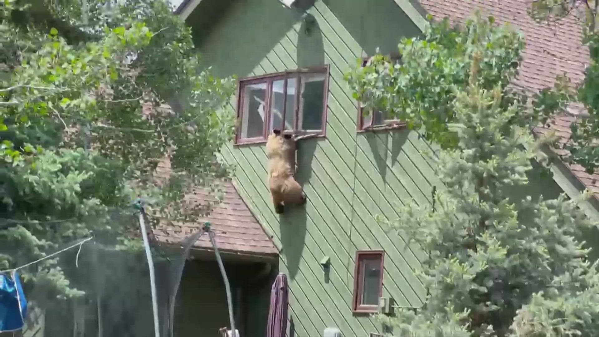 A neighbor caught this bear trying to make an escape from a Steamboat Springs home on Wednesday afternoon. Steamboat Radio shared the video with 9NEWS.