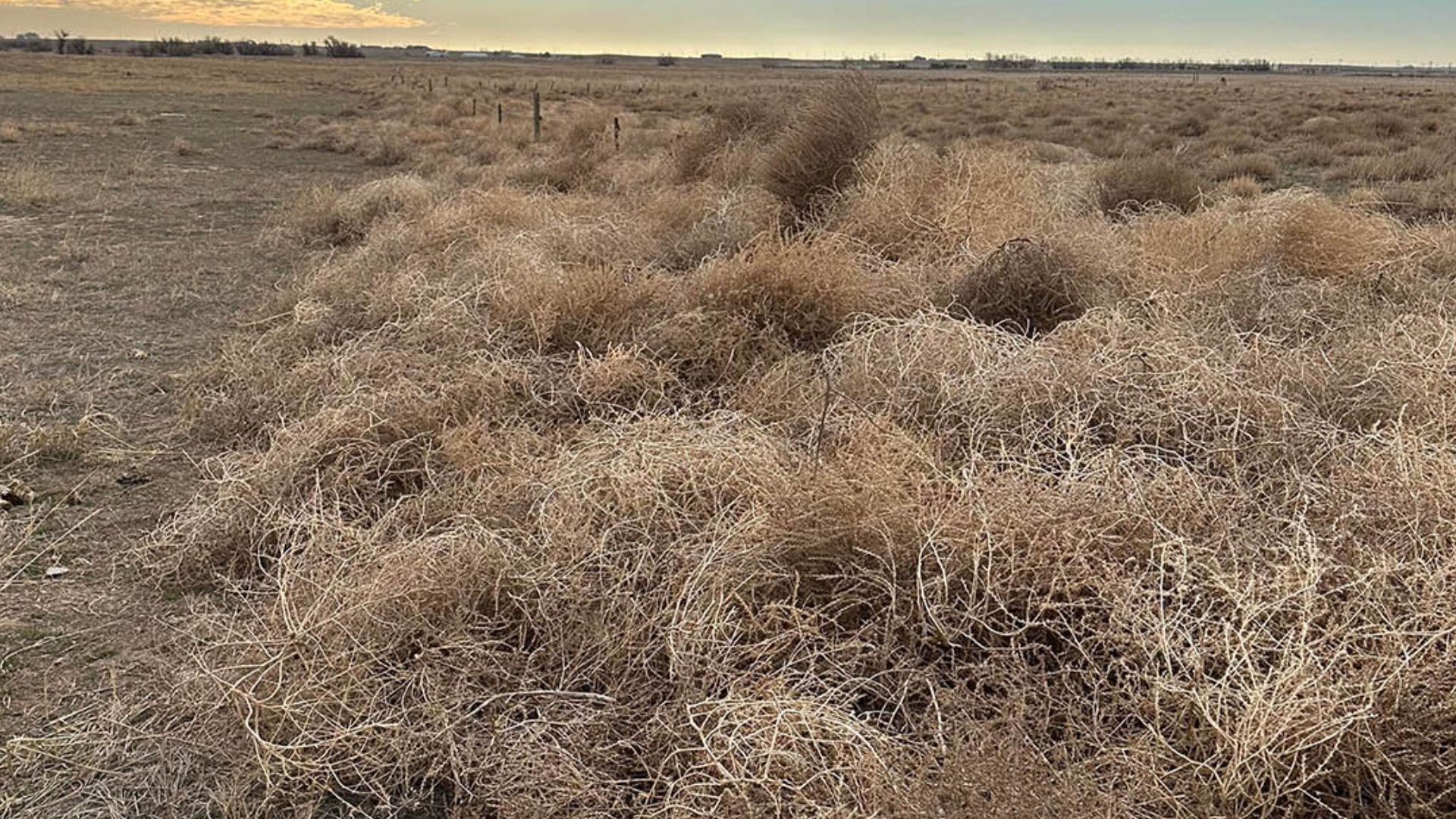 Tumbleweed Rising Weld County tumbleweed problem, residents help | 9news.com