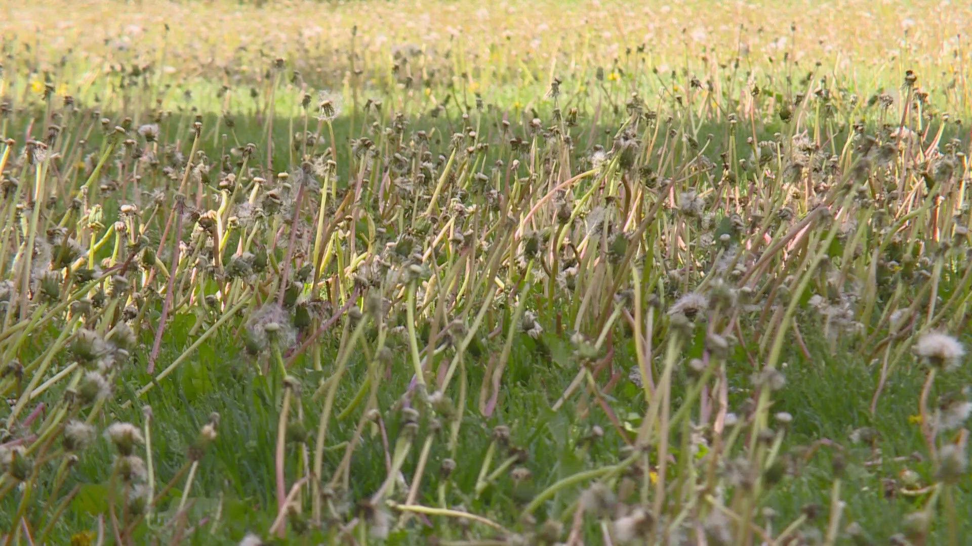 Denver Parks and Recreation says they are short about 100 workers, including many that mow grass in the city's parks.