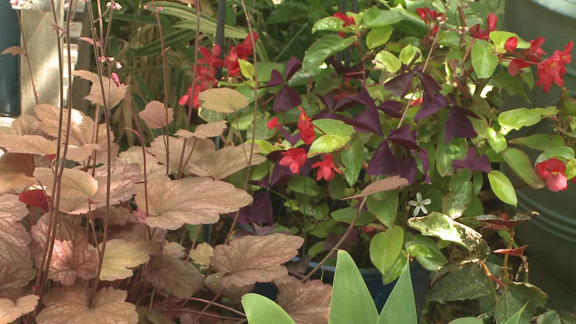 In this week's segment of Proctor's Garden, he shows you the best way to grow a plant in a pot.