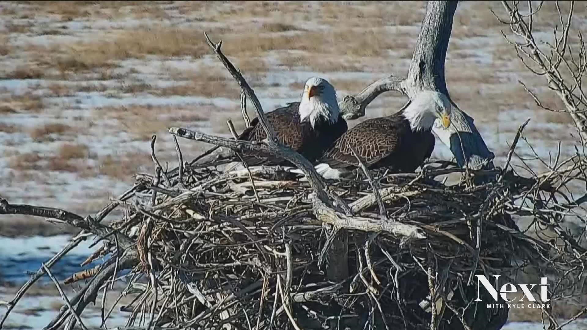Nest watchers report that the Standley Lake bald eagles have an eaglet.