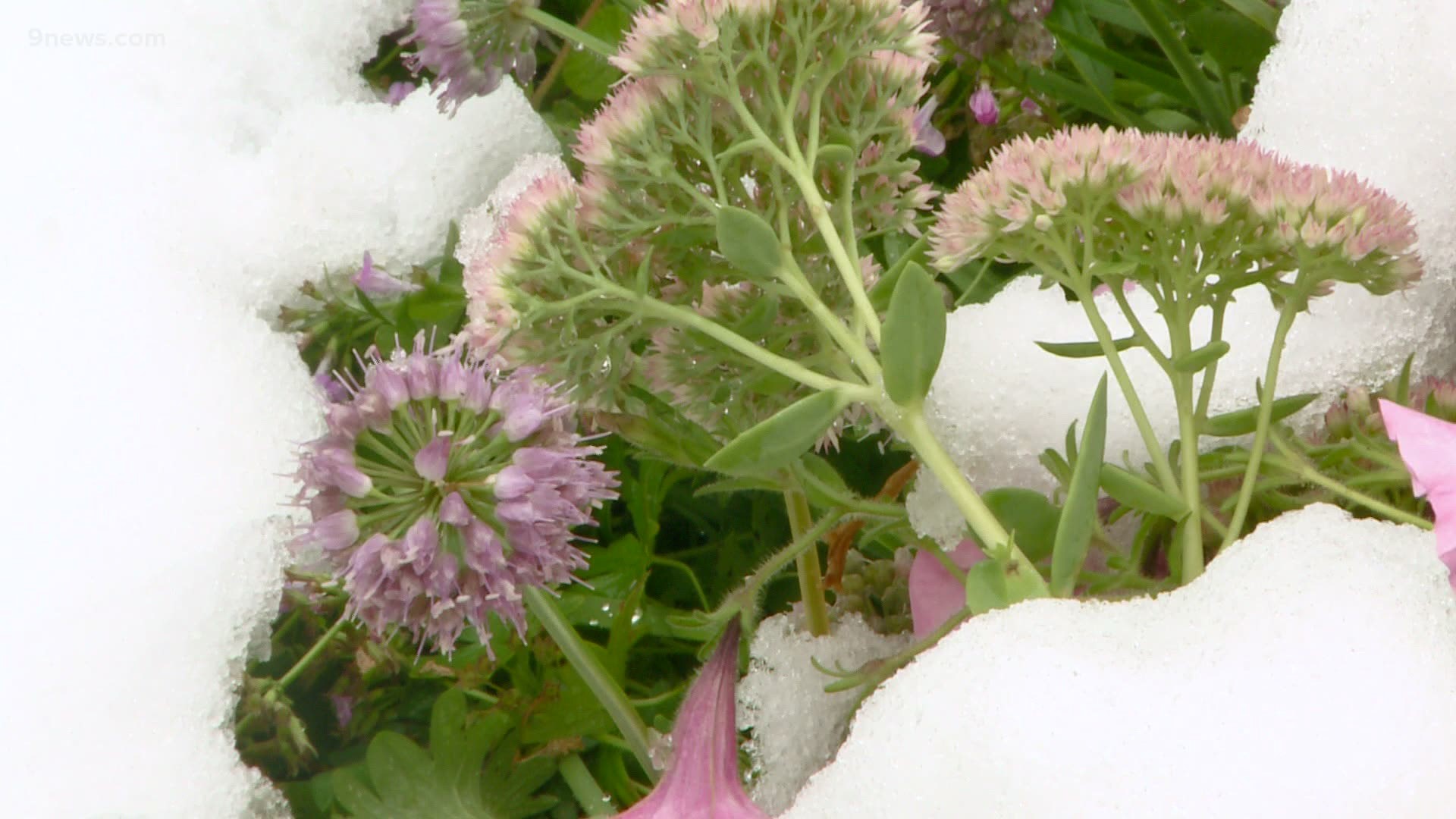 If you covered your plants, it's likely that many survived the early snowstorm.