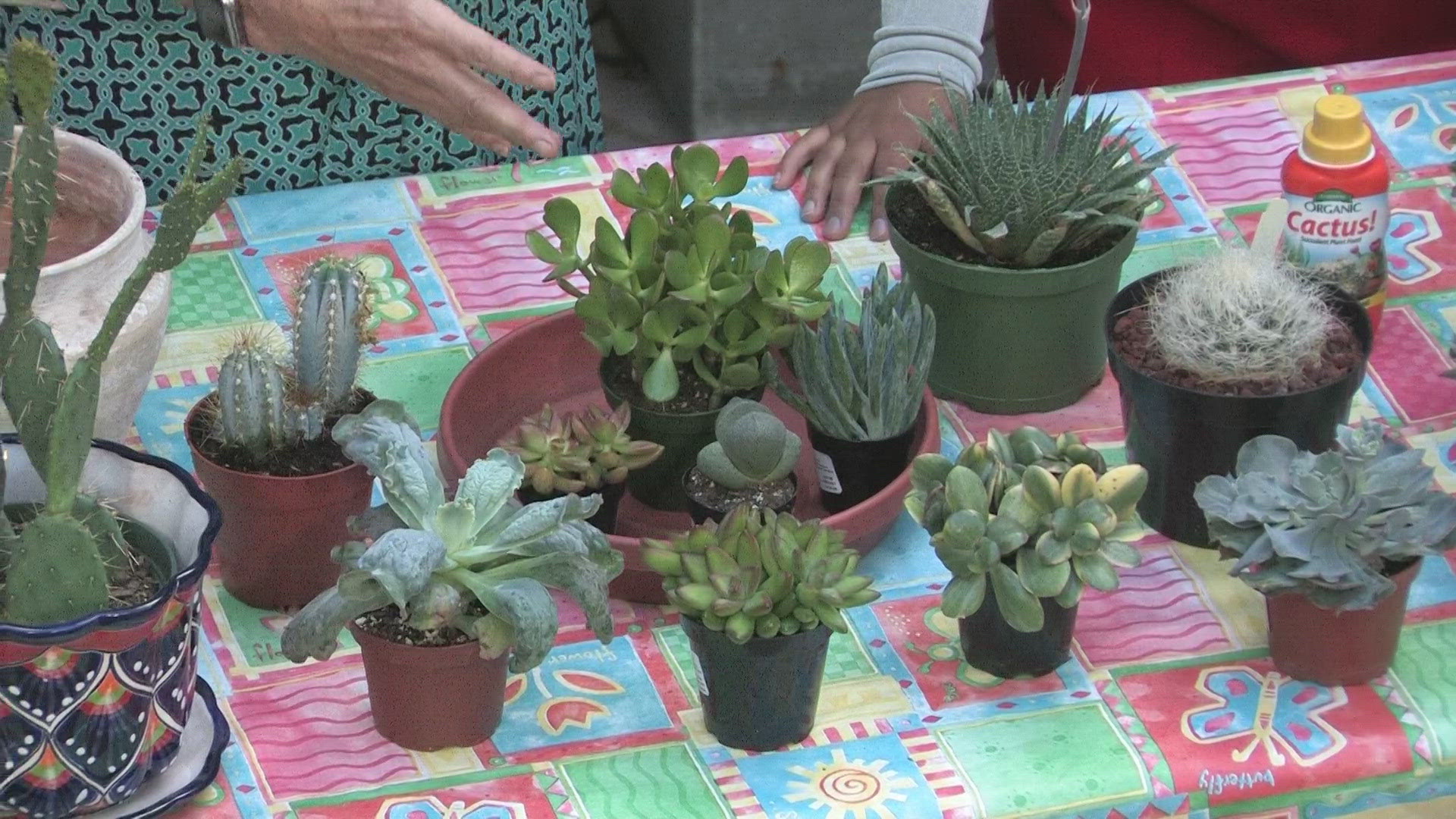 Jennifer Dawe gives some tips and advice for beginners who would like to garden.