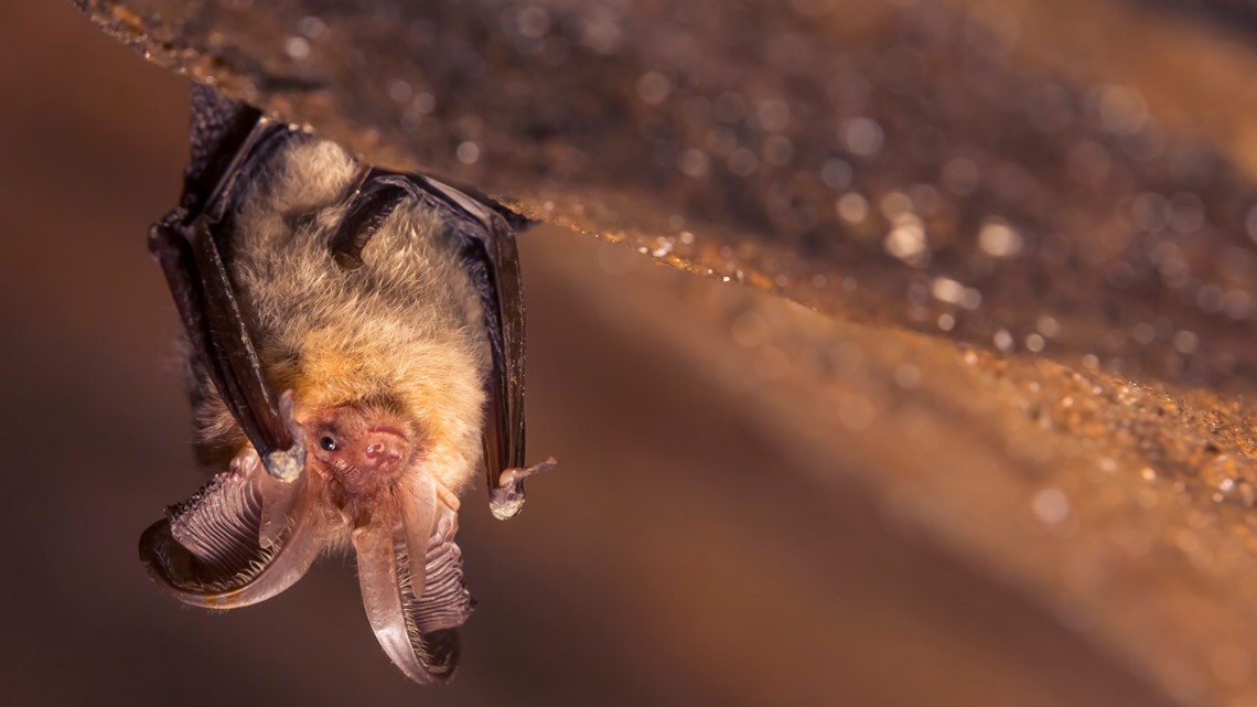 Two Bats in Colorado Test Positive for Rabies: Exposure Cases Reported in Arapahoe and El Paso Counties