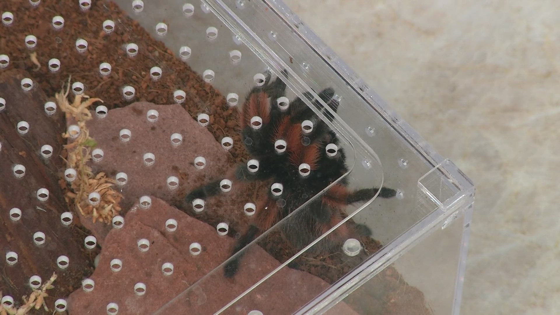 A Mexican red-legged tarantula stops by the 9NEWS studio in honor of the Butterfly Pavilion's upcoming "Spiders Around the World" exhibition.