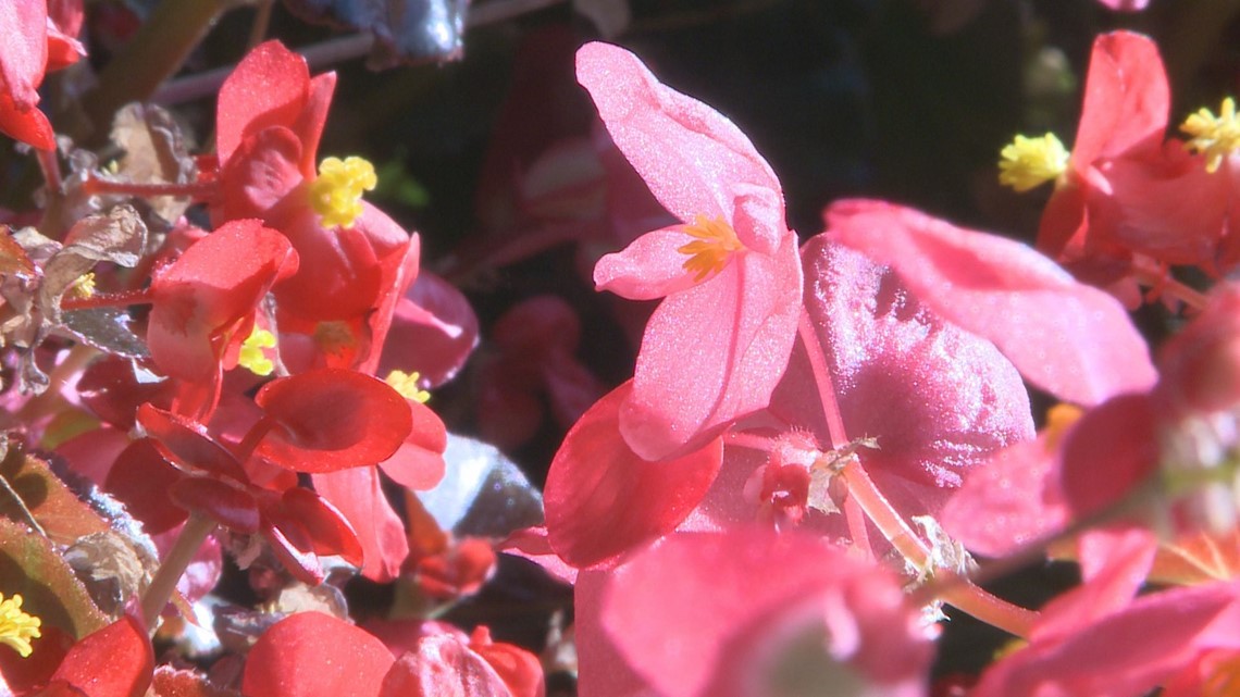 Proctor's Garden: Care for holdover summer plants