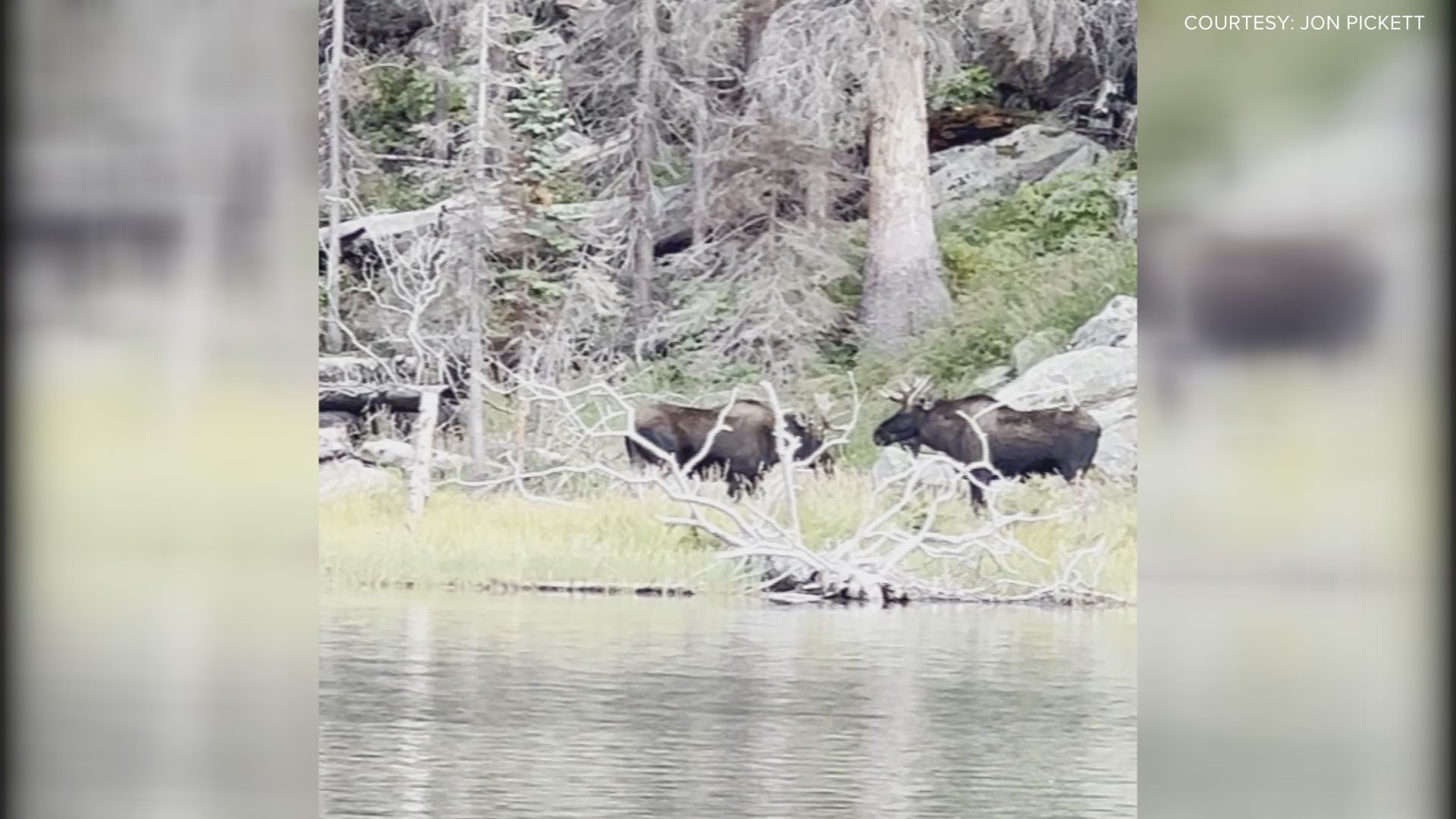 Viewer Jon Pickett shared video of five moose he spotted at Rocky Mountain National Park just before sunset on Sept. 20.