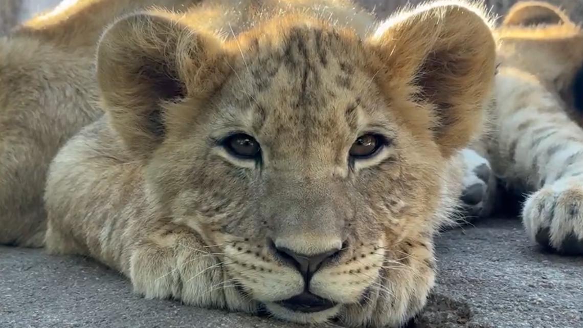 Denver's lion cubs officially have names