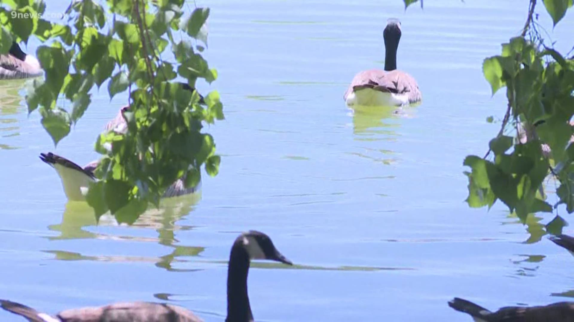 The group is called Canada Geese Protection Denver and it met in Washington Park on Saturday.