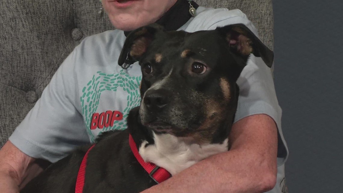 Petline9 Meet Nancy at Maxfund Animal Shelter