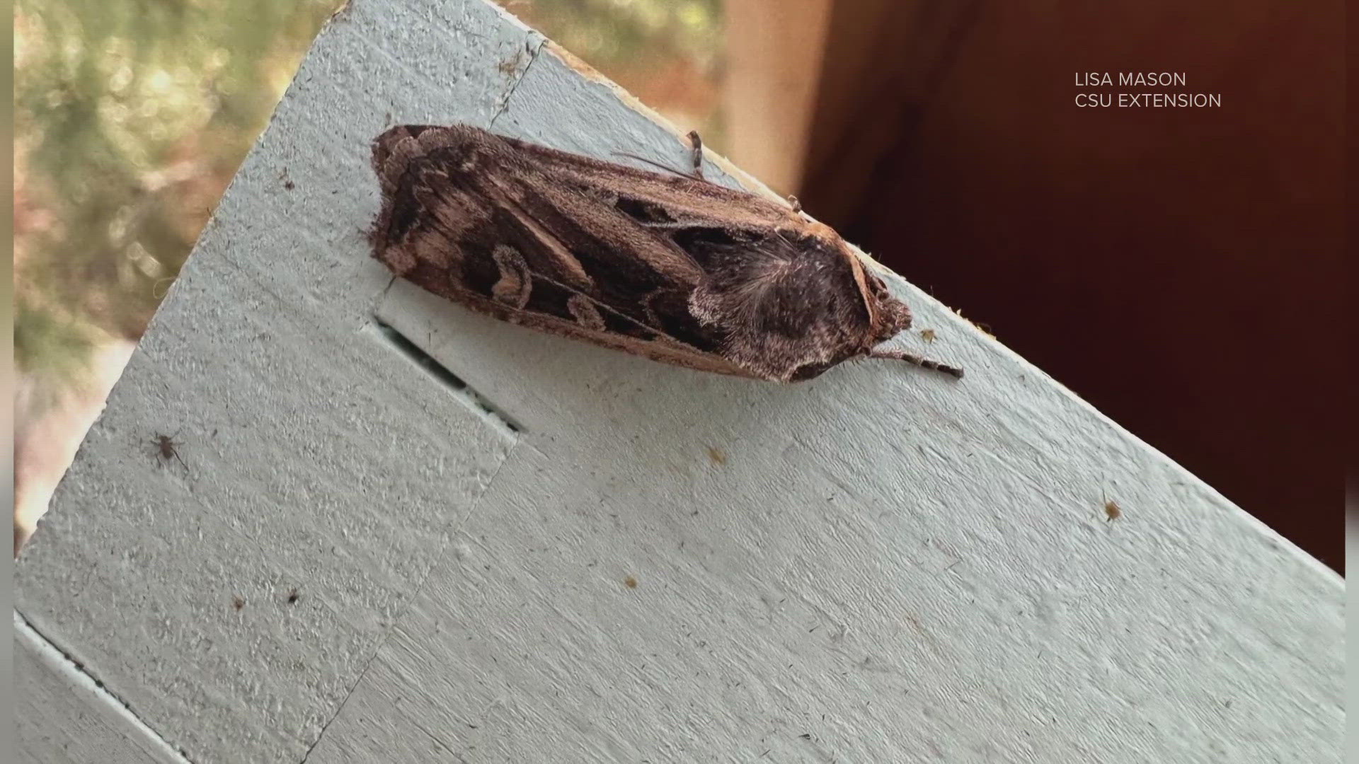 Coloradoans can expect to see plenty of miller moths this season, but the exact number depends on the weather. 