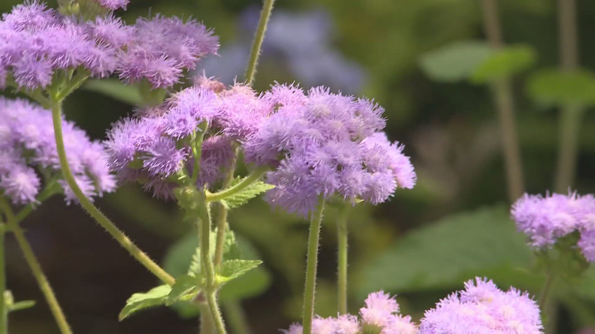 Dissatisfied with your garden? Try these new plants | 9news.com