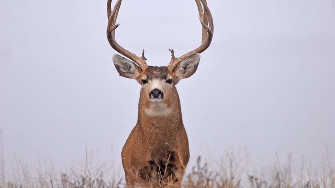 Remaining Colorado big game hunting licenses going on sale