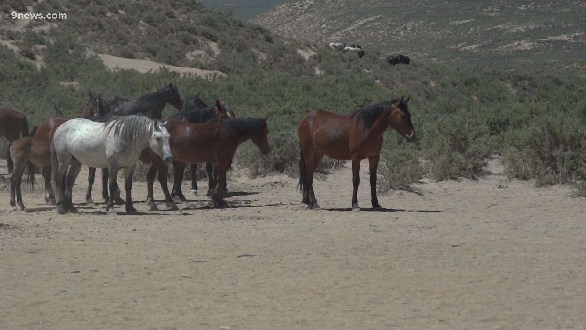 Wild Horse Warriors, a non profit created by sisters Aletha Dove and Cindy Wright have been fighting to protect the wild horses of Sand Wash Basin for years.