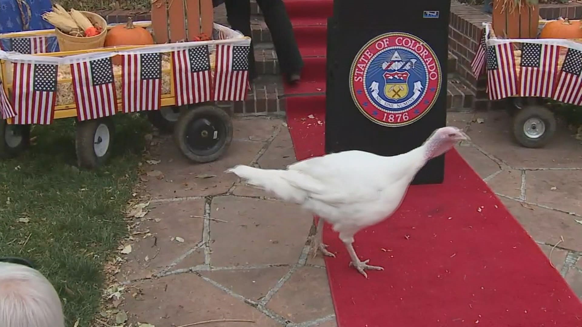 Governor Jared Polis performed Colorado's first official turkey pardon during a ceremony on Monday.