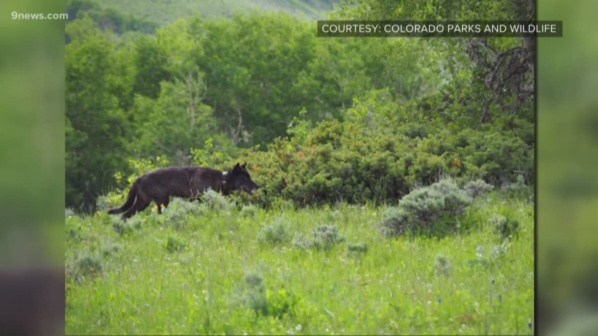 A wolf that was photographed in Jackson County earlier this week is believed to be a dispersing male gray wolf from Wyoming.