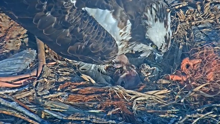 Chicks hatch in nest of Colorado osprey mother that was pounded by hailstorm as she protected eggs
