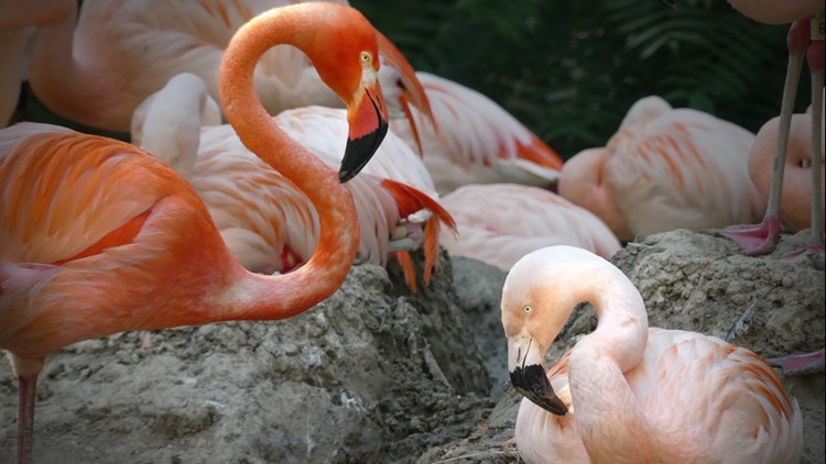 Denver Zoo's iconic gay flamingos Freddie Mercury and Lance Bass have broken up