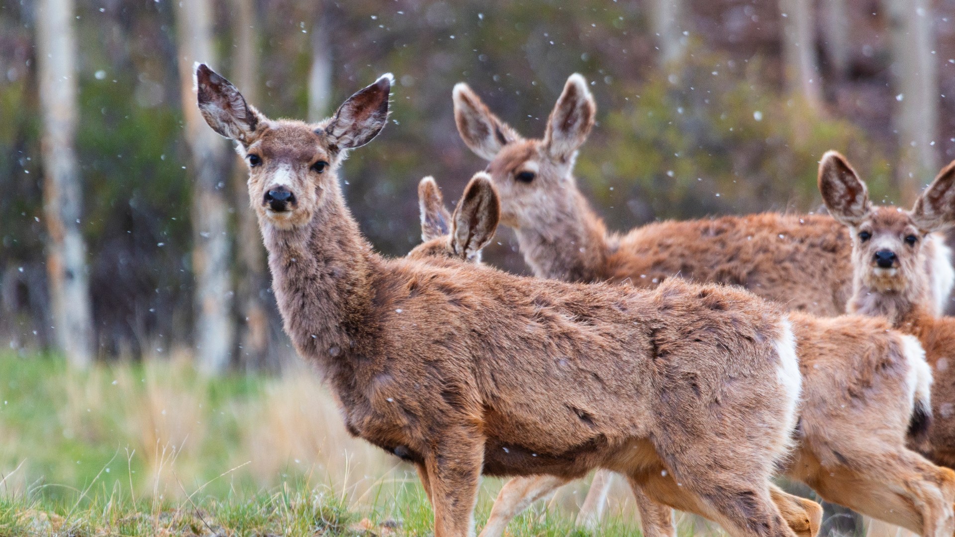 Farmers' Almanac'S Exciting News: Colorado'S Classic Winter Wonderland Is Coming! - uwhei7o