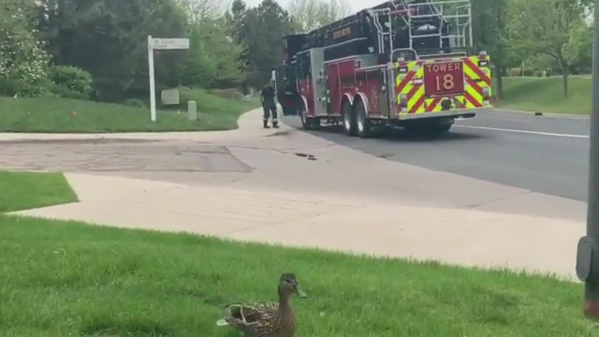 South Metro Fire Rescue responded to a storm drain Sunday afternoon in Littleton to reunite a flock of ducklings with their very worried mother.