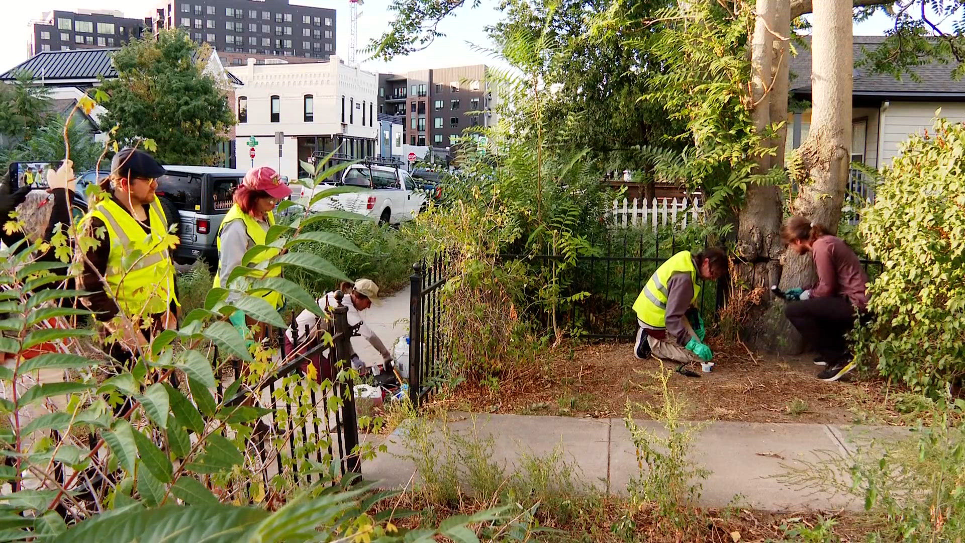 Local group works to kill invasive 'tree of heaven' populating in ...