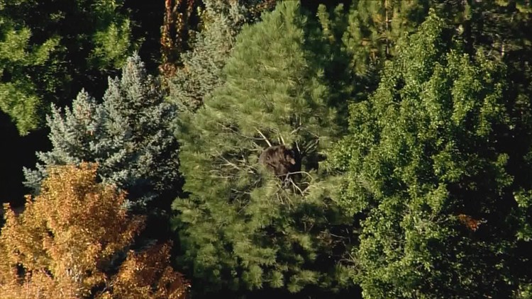 Bear spotted eating apples, napping in tree in Highlands Ranch