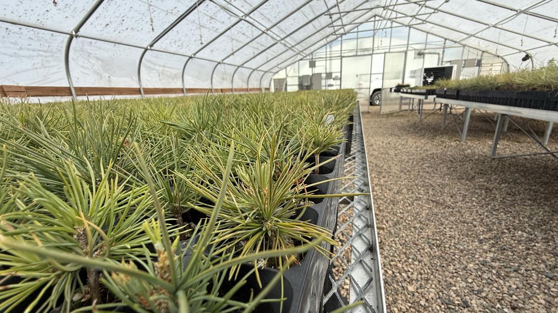 Loveland nursery aims to grow 1 million plants yearly to restore Rocky Mountain forests