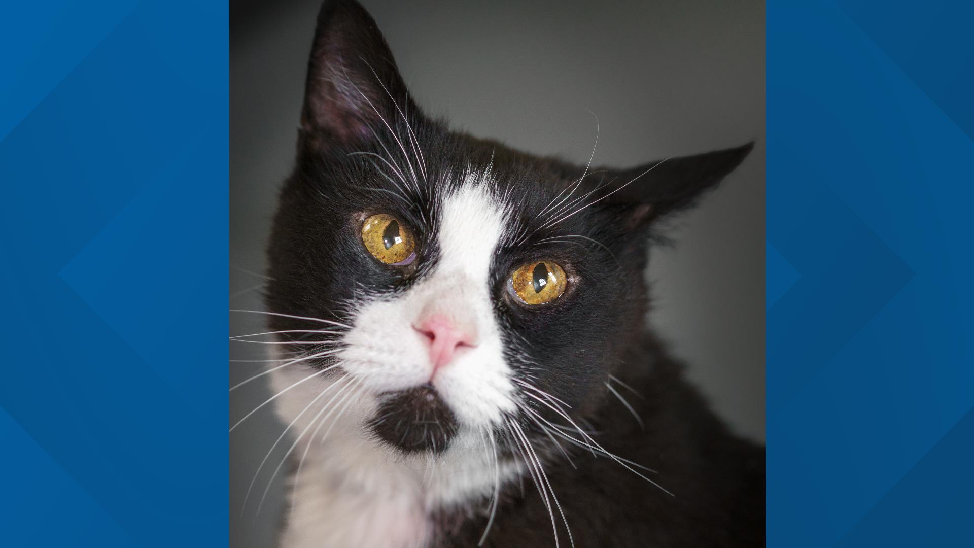 King Arthur, a 12-year-old male tuxedo cat who loves attention, does well with other cats, and is diabetic. Learn more at the Cat Care Society in Lakewood, Colo.