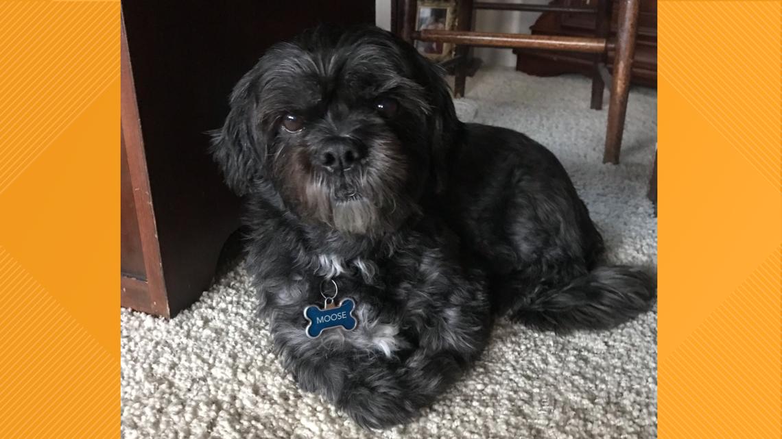 Showing off our #SteelersPets in honor of National Love Your Pet Day 