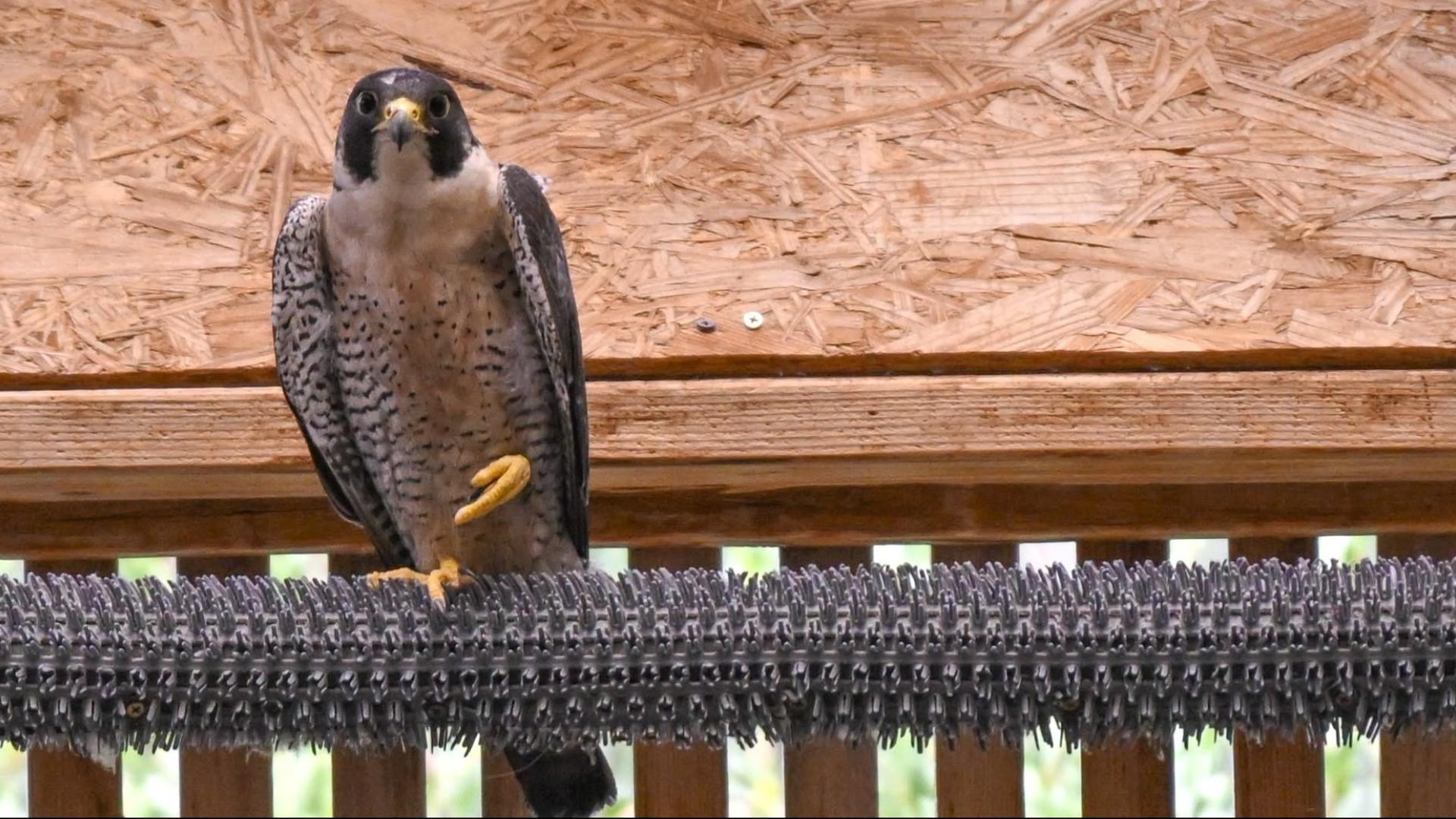 Falcon released after hip surgery
