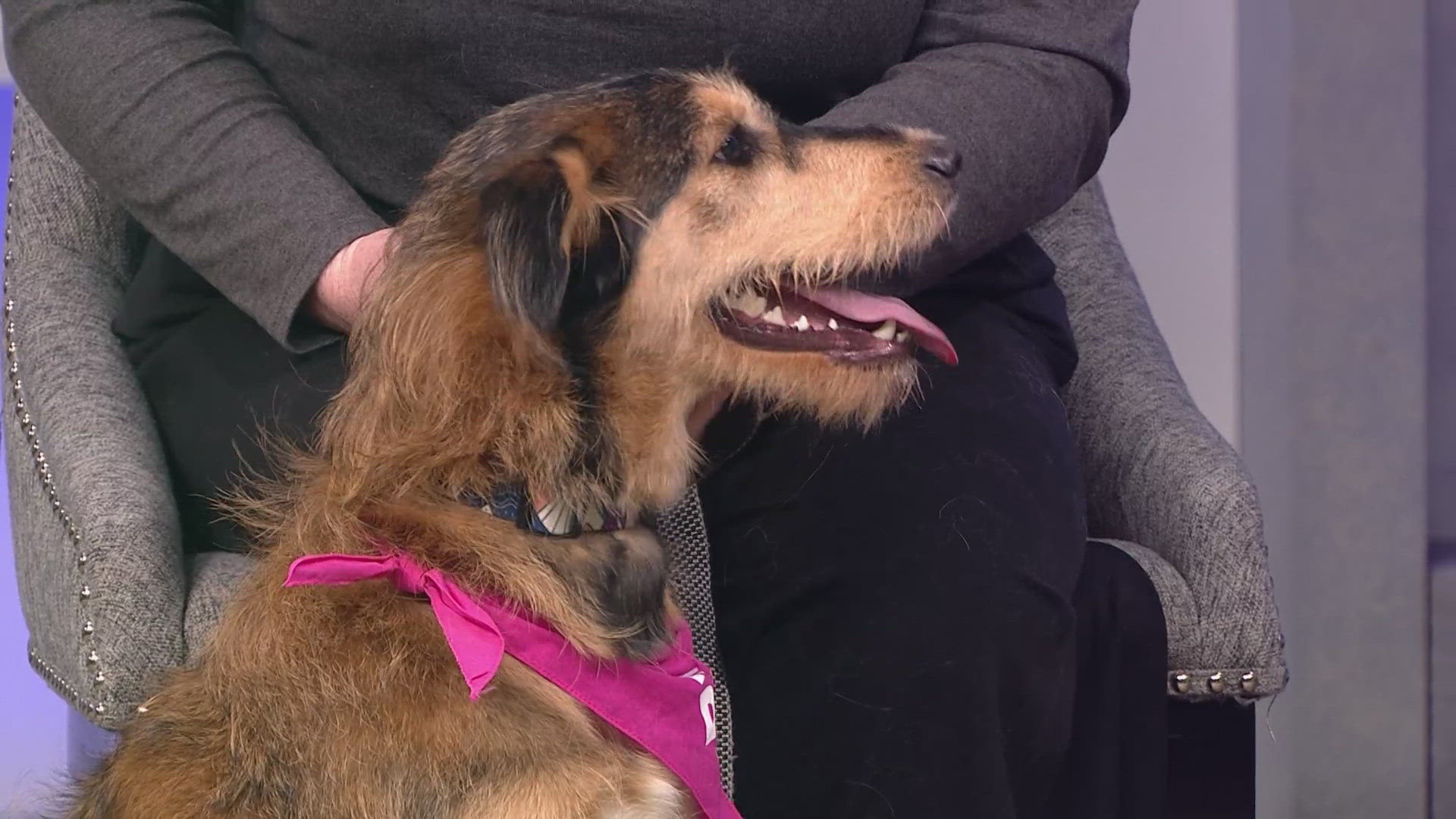 Sophie will be available for adoption at the Furry Scurry on Saturday, May 3!