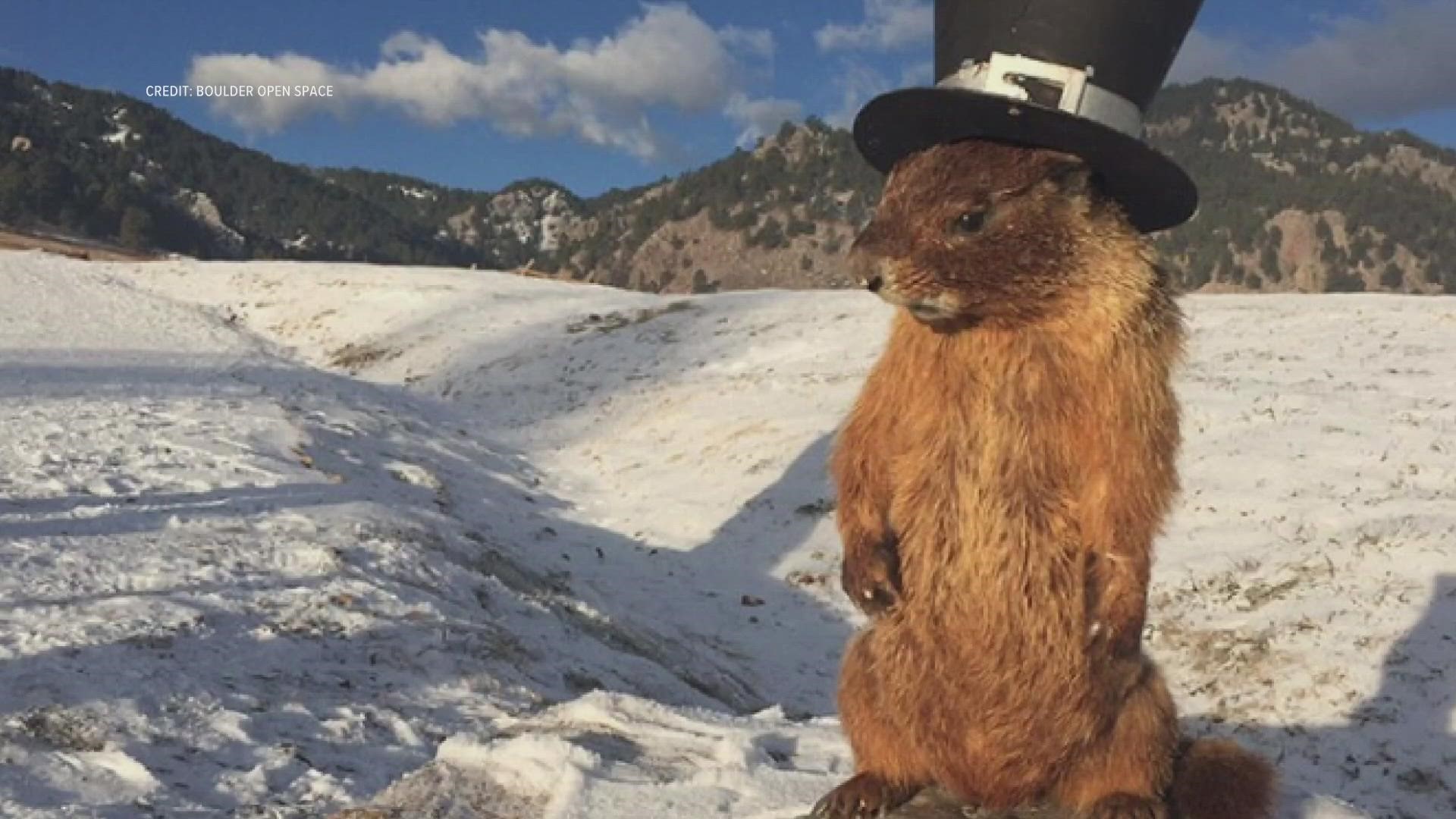 Not to be outdone by Punxsutawney Phil, Boulder's Flatiron Freddy has his own unique history of making Groundhog Day predictions.