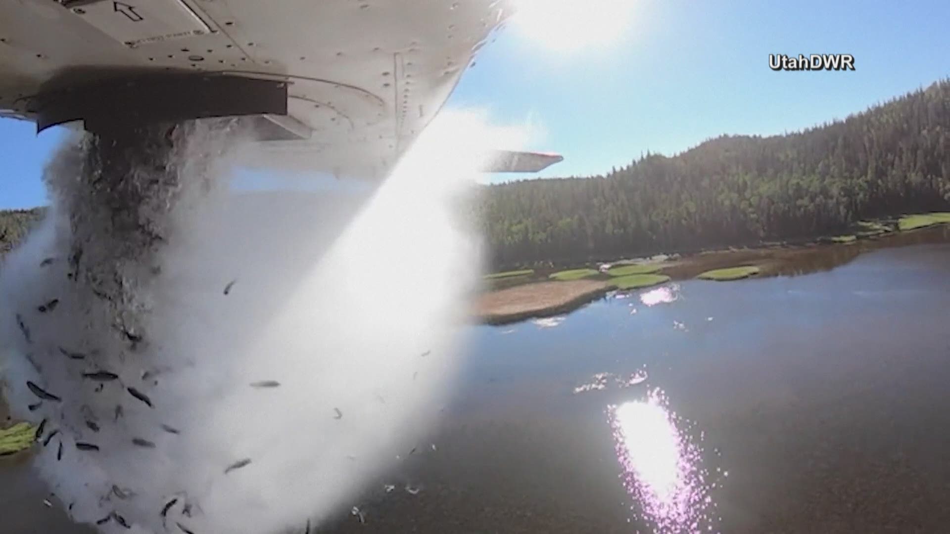 Utah's Divison of Wildlife Resources dropped thousands of fish into high elevation lakes. The division said the aerial method is quicker and less stressful.