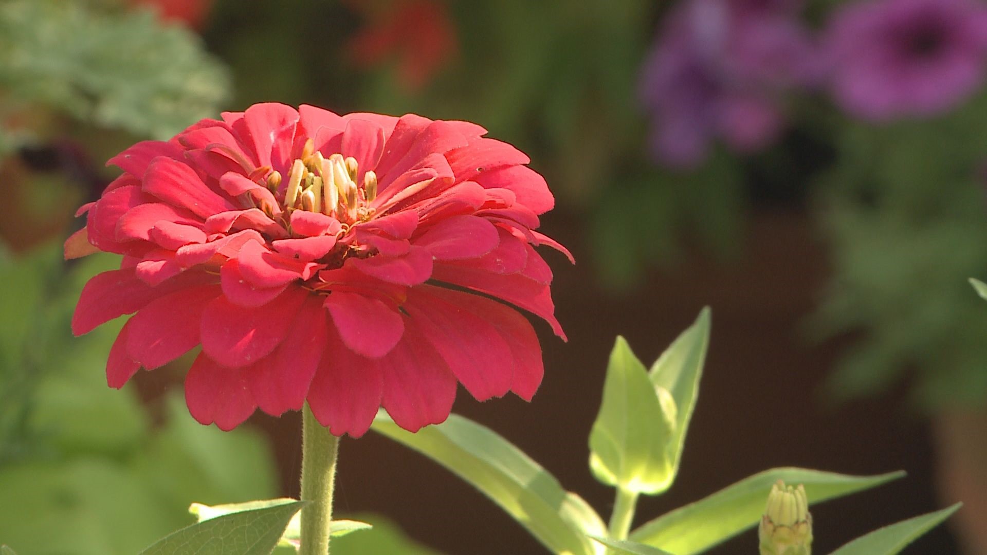 These flowers keep your midsummer garden bathed in color and will also attract butterflies.