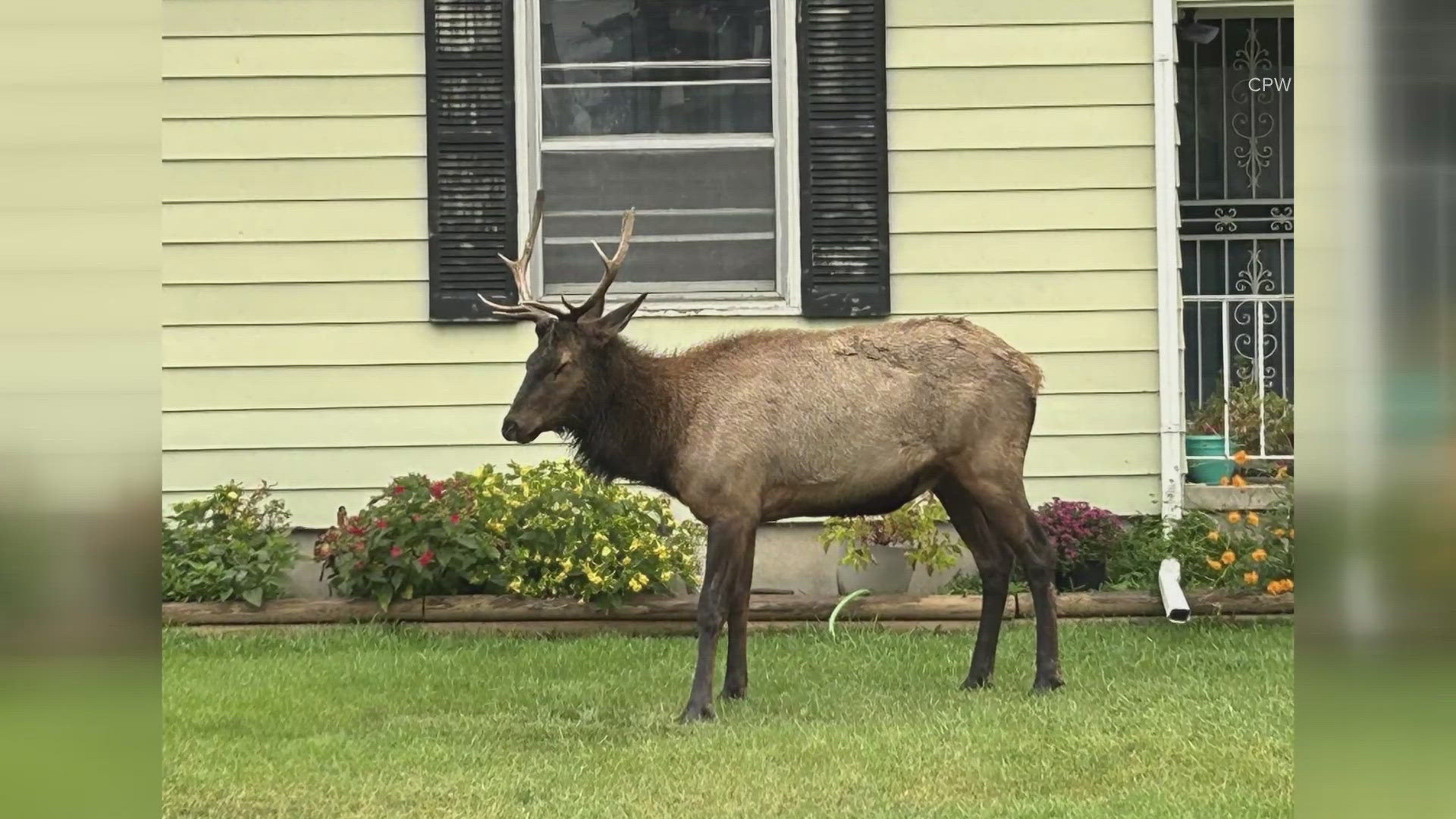 Colorado Parks and Wildlife found the elk in Englewood and was getting a little too close to some highways. They have relocated him.